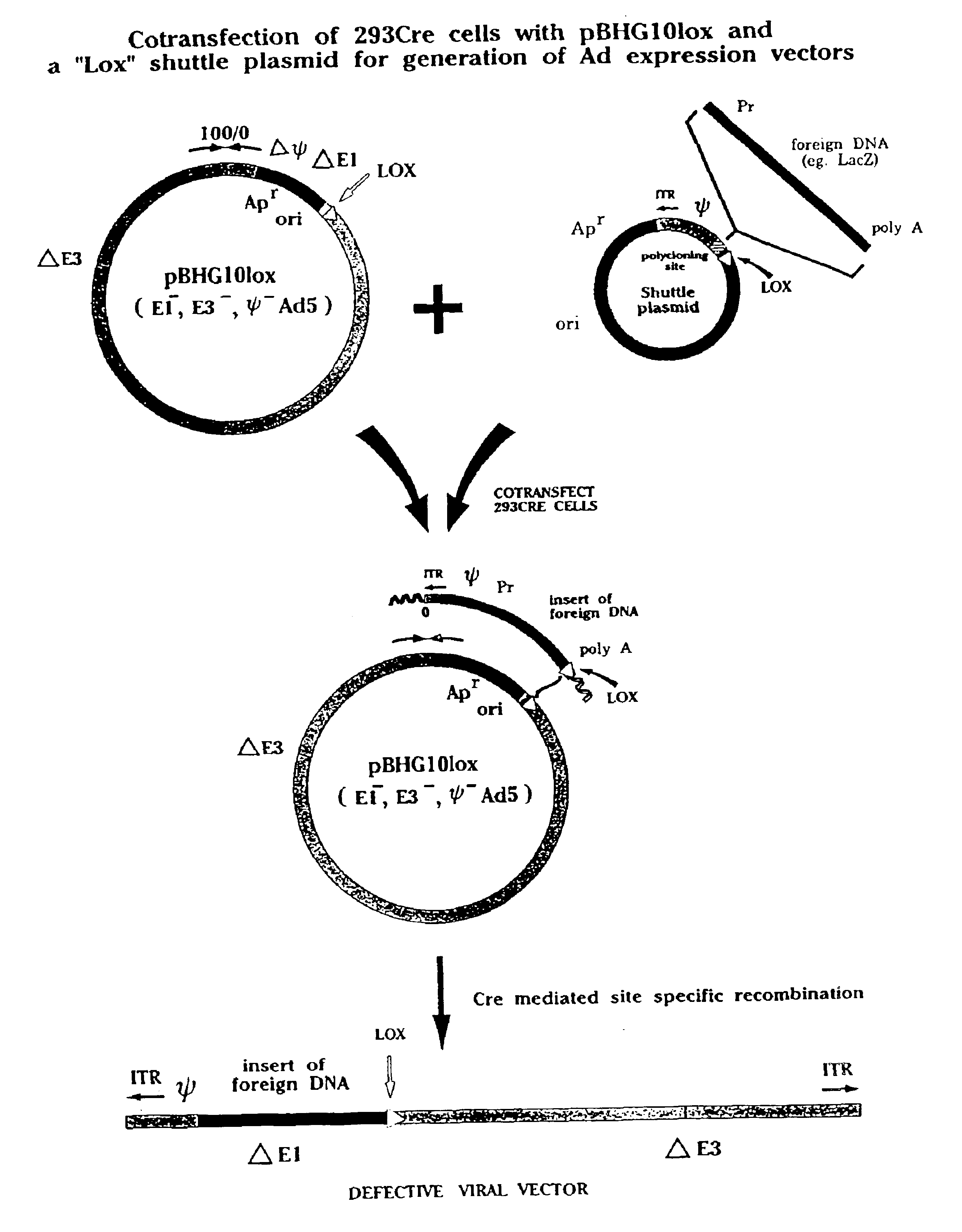 Enhanced system for construction of adenovirus vectors