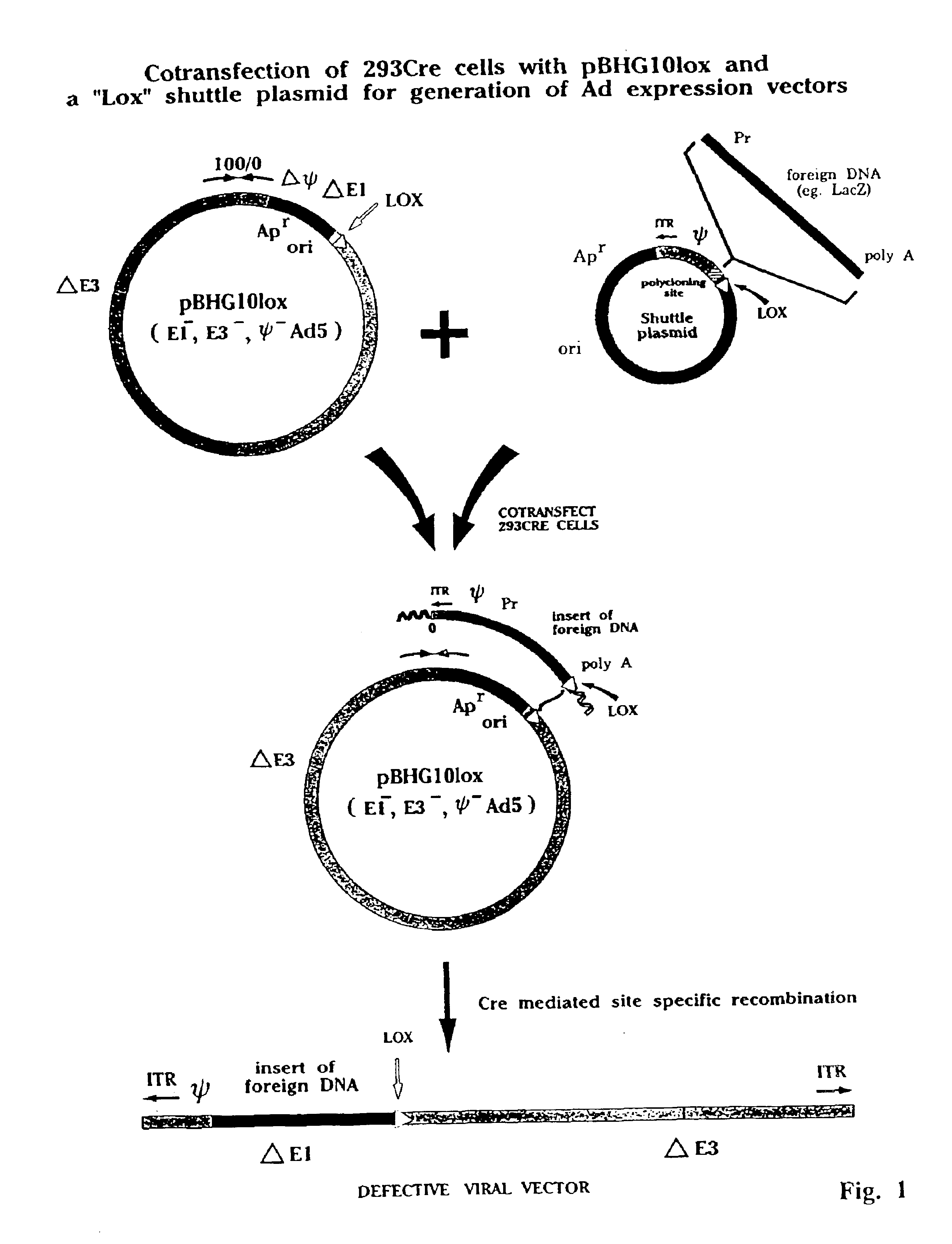 Enhanced system for construction of adenovirus vectors