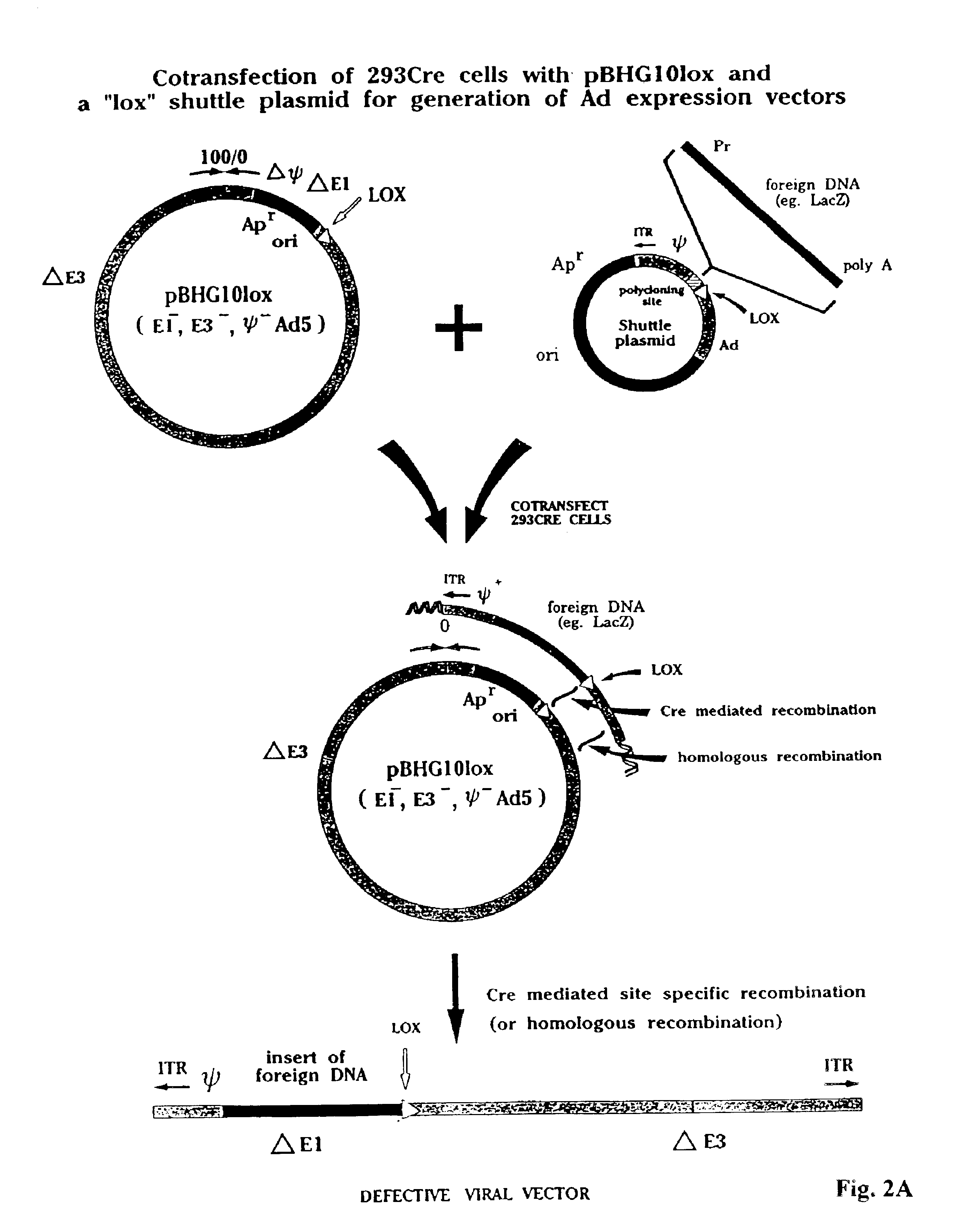 Enhanced system for construction of adenovirus vectors