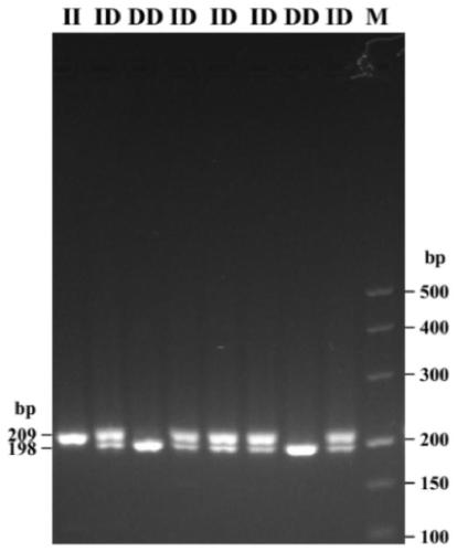 Method for detecting of goat DNMT3B gene insertion/deletion polymorphism and application of method