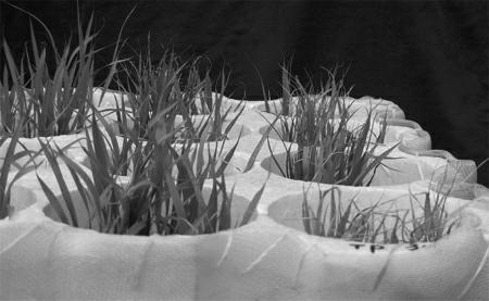 Porphyra zebra tps gene and its application in improving rice salt tolerance
