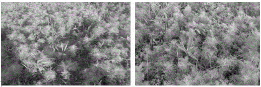 Ecological restoration method applicable to oxidized ore waste-rock yard and capable of realizing acidification control on basis of lake sediment