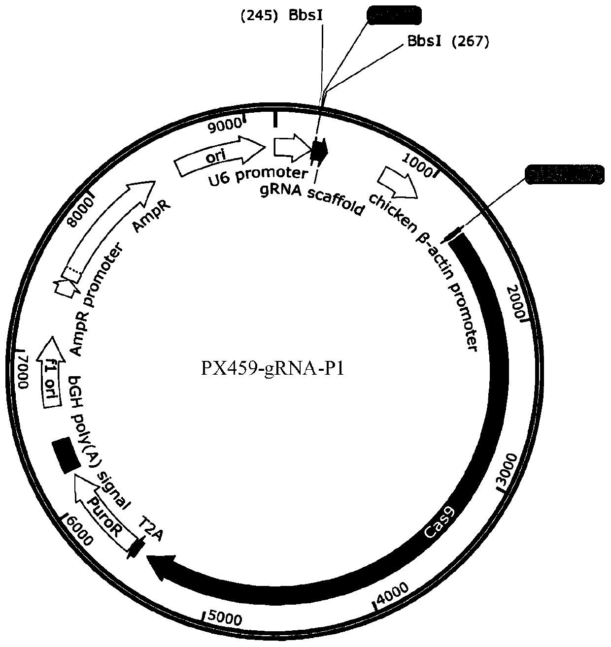 Method for knocking out rabies virus genome mediated by CRISPR-Cas9 system