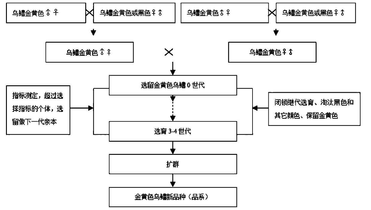 Method for breeding golden yellow snakeheads