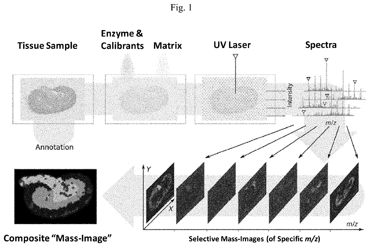 Novel photocleavable mass-tags for multiplexed mass spectrometric imaging of tissues using biomolecular probes