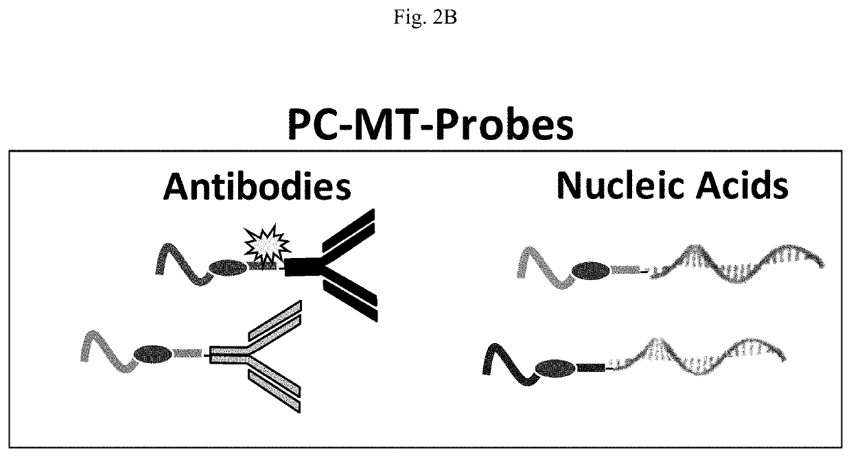 Novel photocleavable mass-tags for multiplexed mass spectrometric imaging of tissues using biomolecular probes