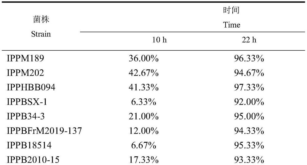 A kind of fungal strain and application thereof for controlling alfalfa spotted aphid