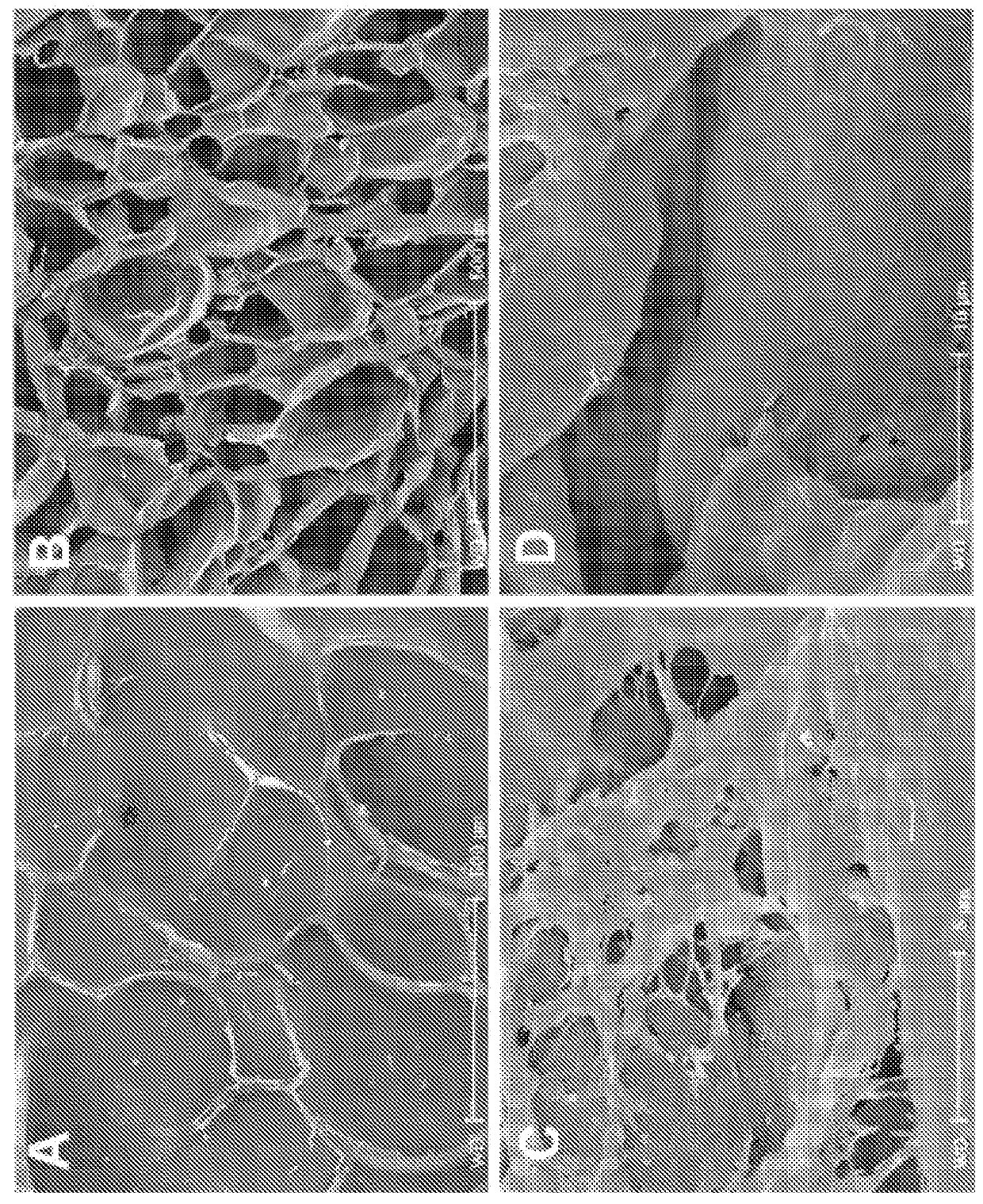 Glucomannan scaffolding for three-dimensional tissue culture and engineering