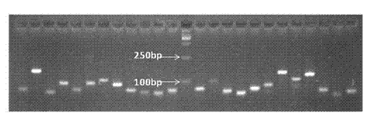Kit signal-related gene qPCR chip