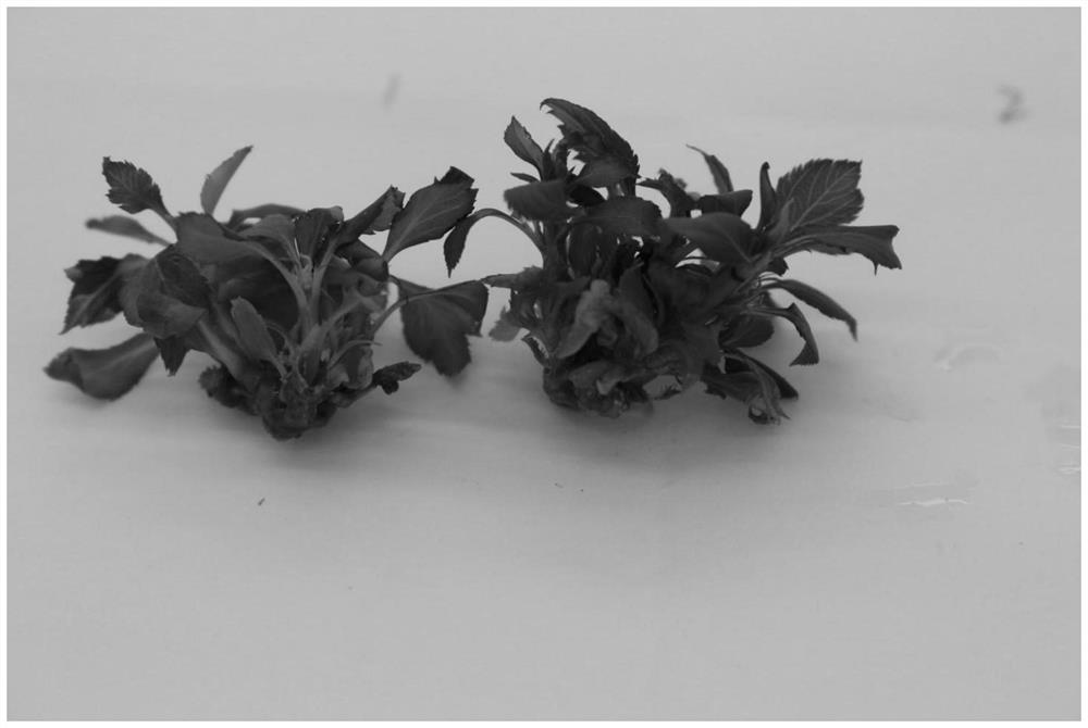 Rapid propagation method for apple tissue culture seedlings