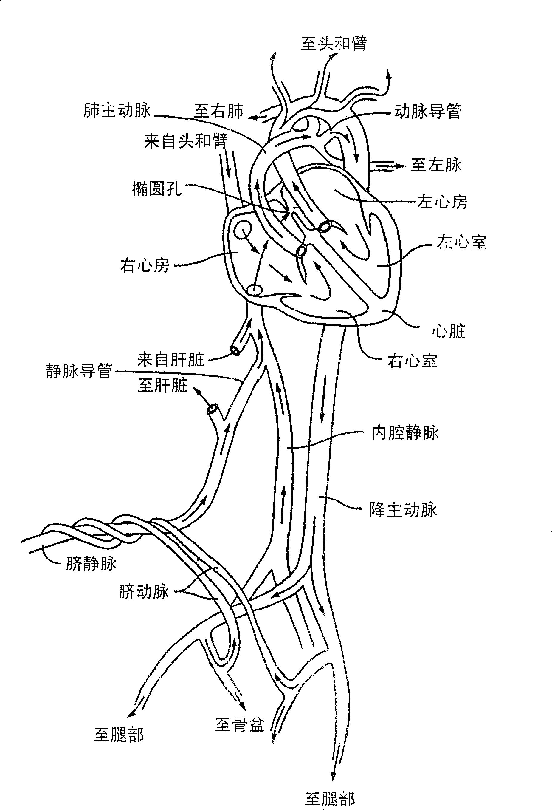 Methods and apparatus for treatment of patent foramen ovale