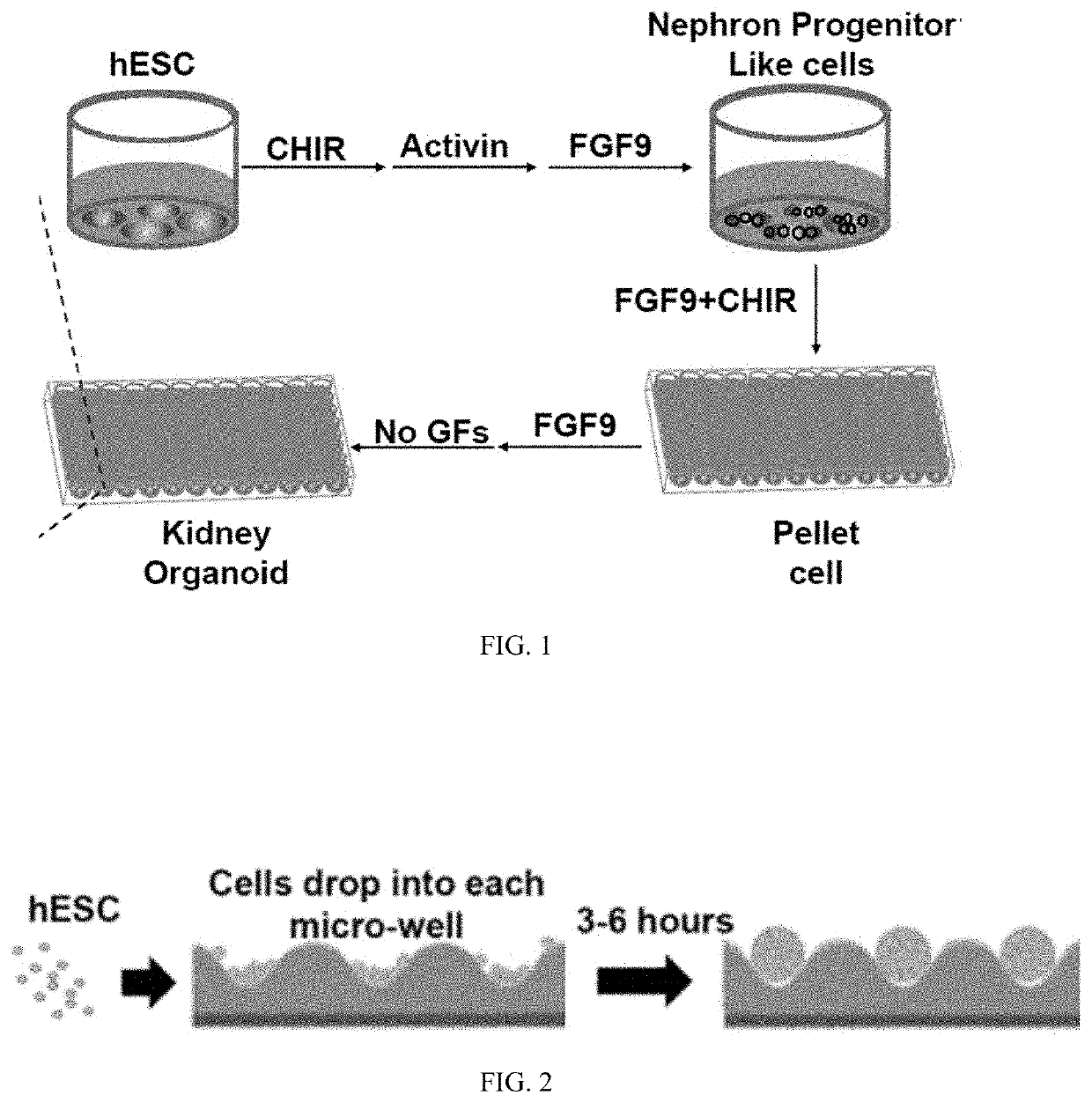 Pluripotent stem cell-directed model of autosomal dominant polycystic kidney disease for disease mechanism and drug discovery