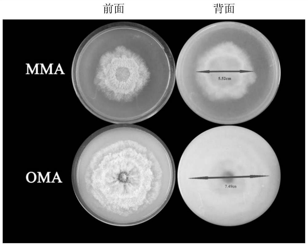 A Phomopsis strain and its application in the biotransformation of tripterine