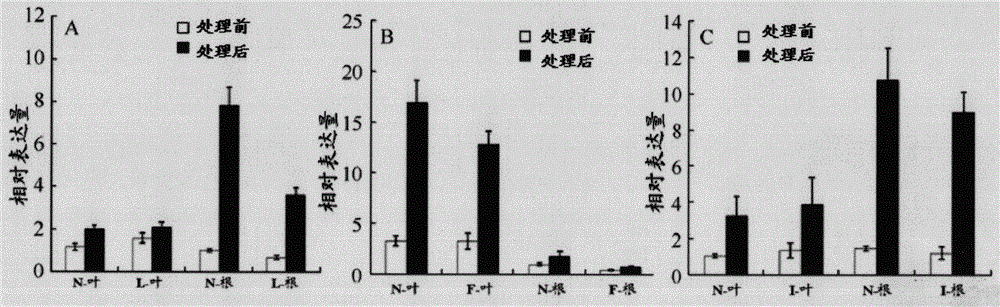 Application of rice osdrap1 gene in enhancing plant drought resistance