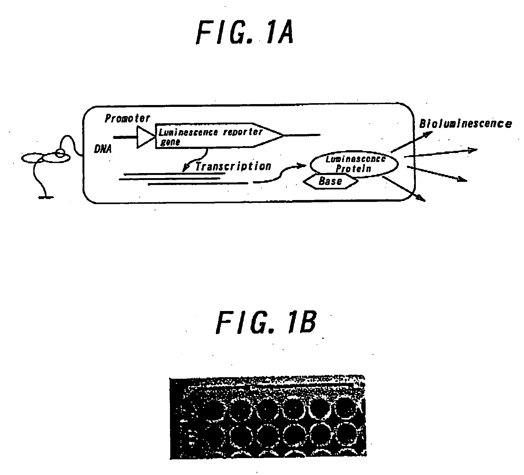 Method for measuring and analyzing bioluminescence and device for measuring and analyzing bioluminescence