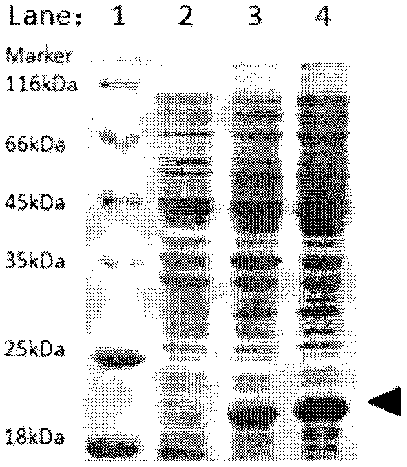 Method for preparing recombinant GPx7 (glutathione peroxidase) protein