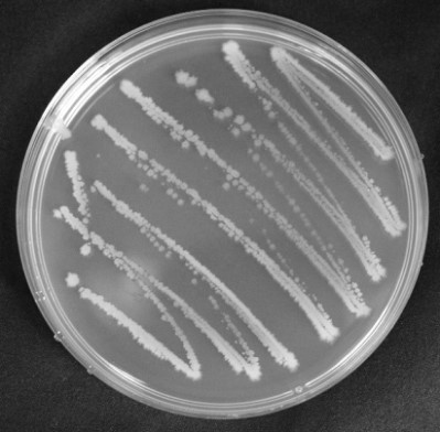 Paenibacillus polymyxa and application thereof in agriculture