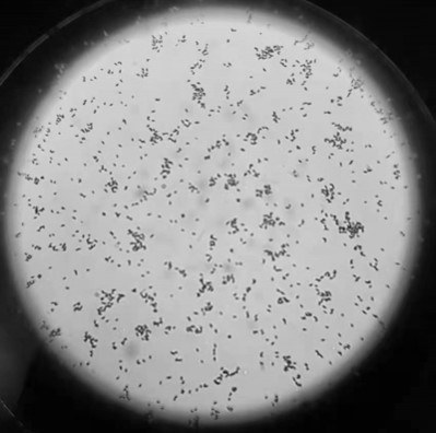 Paenibacillus polymyxa and application thereof in agriculture