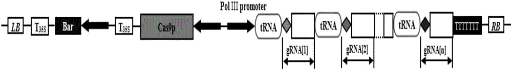 Method for generating alfalfa genome edited homozygous plant