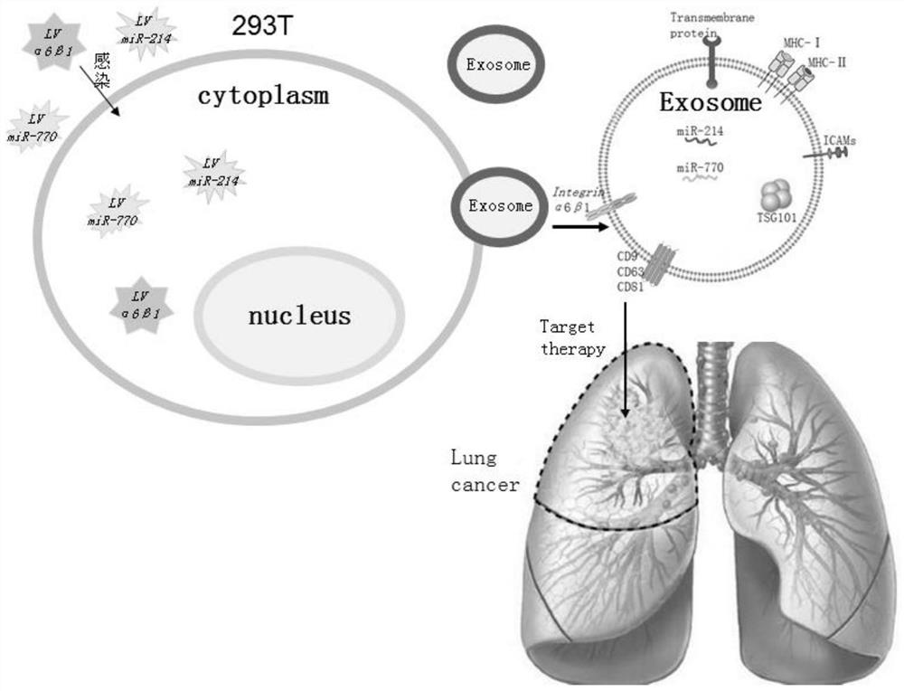 Engineered exosome for high expression of cancer suppression miRNA and targeting lung cancer