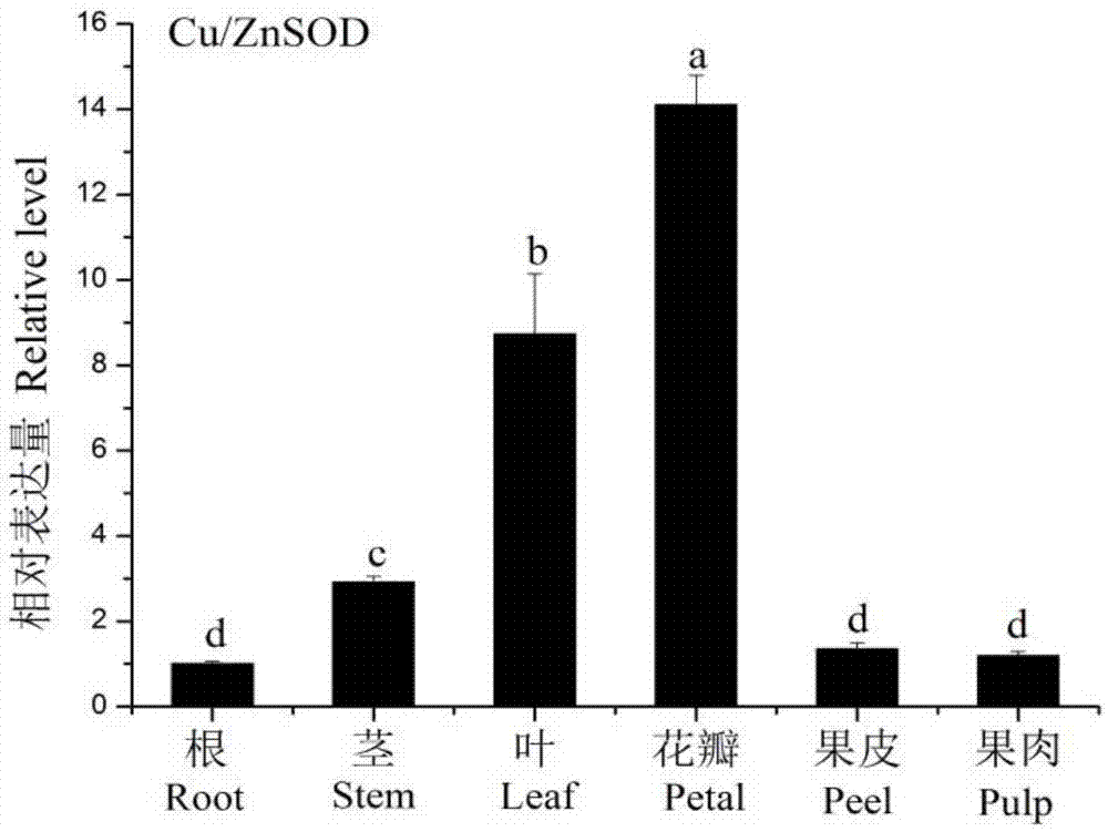 Separated eggplant Cu/ZnSOD protein as well as preparation and applications thereof