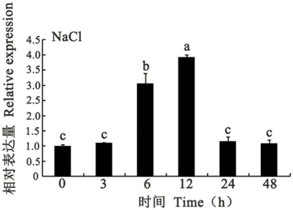 Separated eggplant Cu/ZnSOD protein as well as preparation and applications thereof