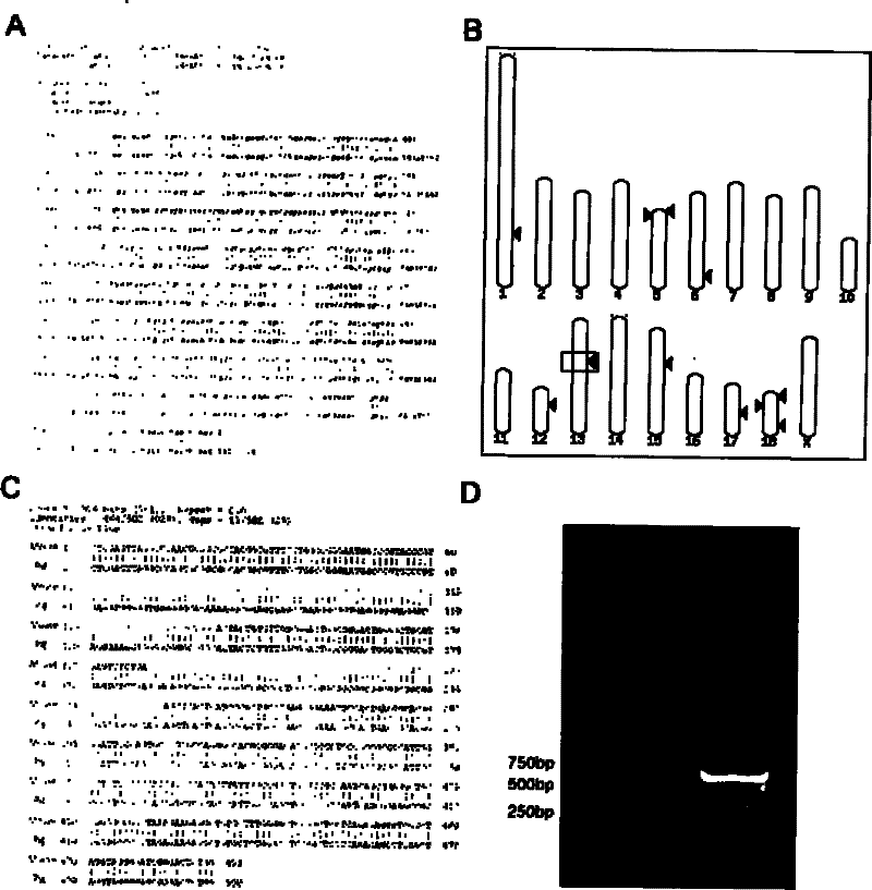 Porcine ROSA26 promoter and application thereof