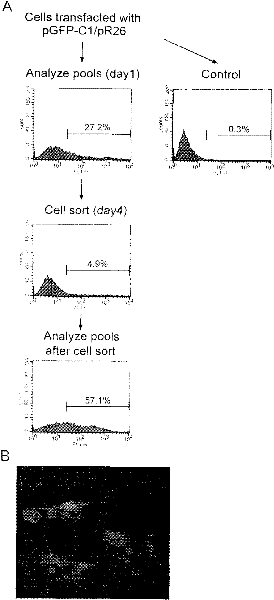 Porcine ROSA26 promoter and application thereof