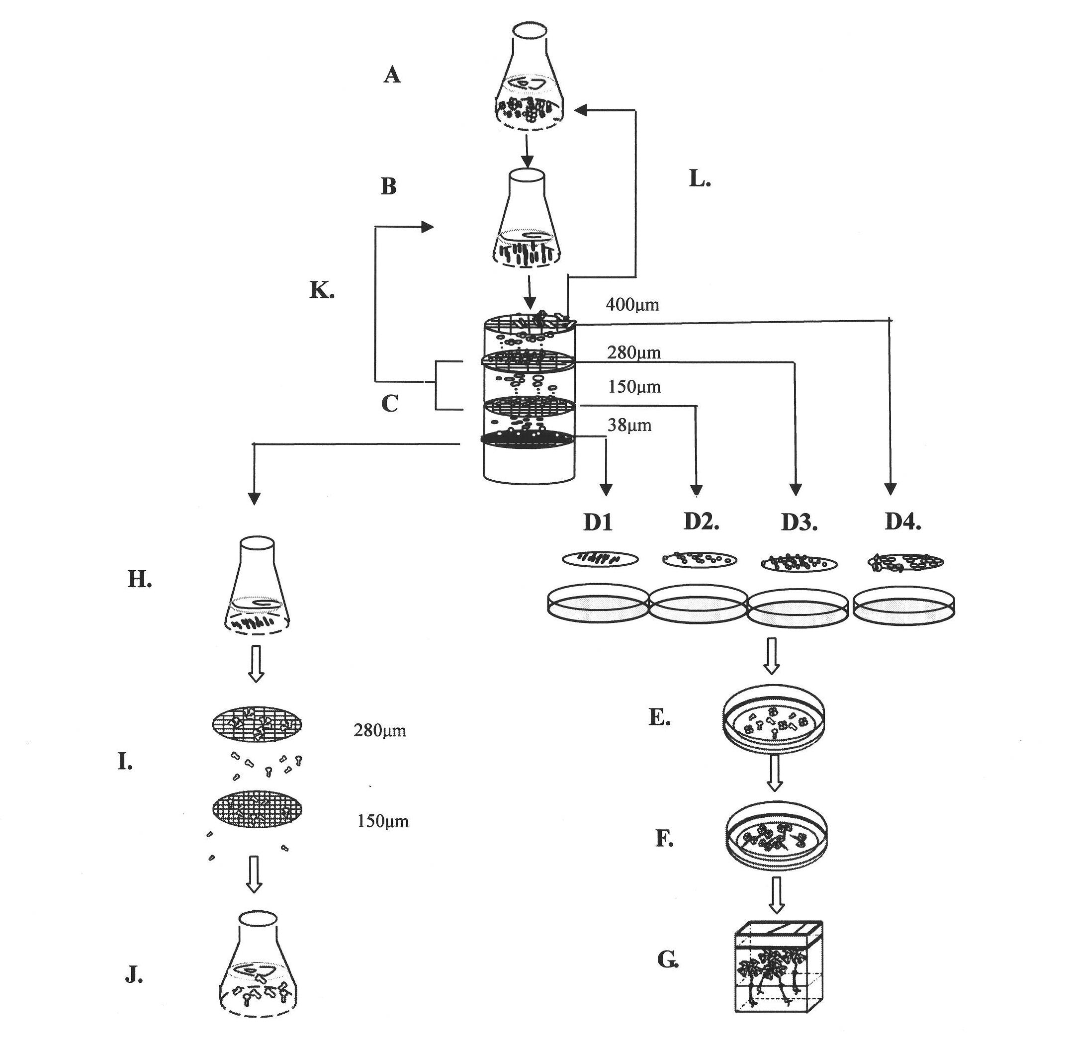 Hybrid liriodendron somatic embryogenesis synchronization control method