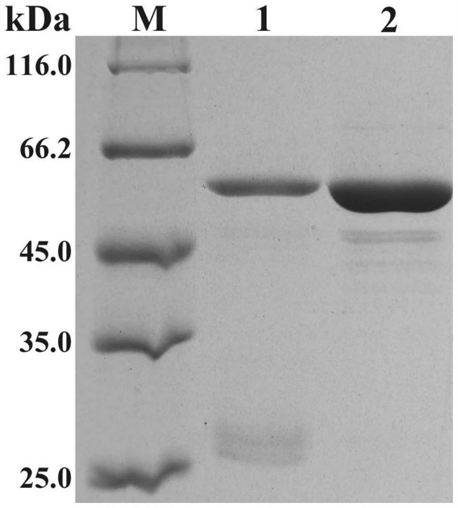 Rice cryptochrome site-directed mutagenesis protein and construction method thereof