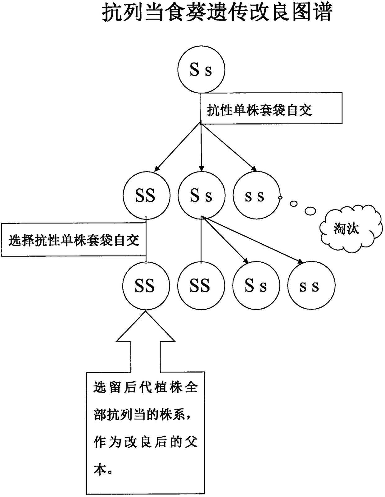 Broomrape-resistant improvement method for broomrape-infected sunflower variety