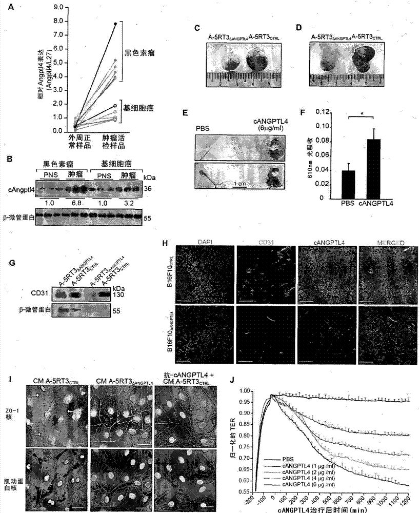 Angiopoietin-like 4 and its use in regulating cellular leakiness