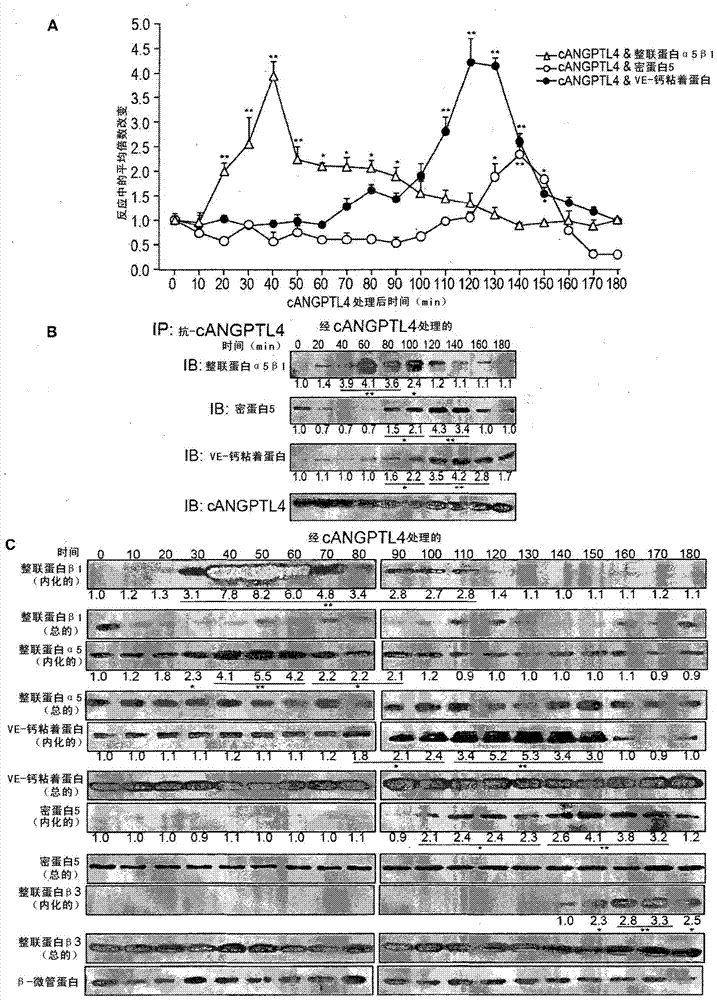 Angiopoietin-like 4 and its use in regulating cellular leakiness