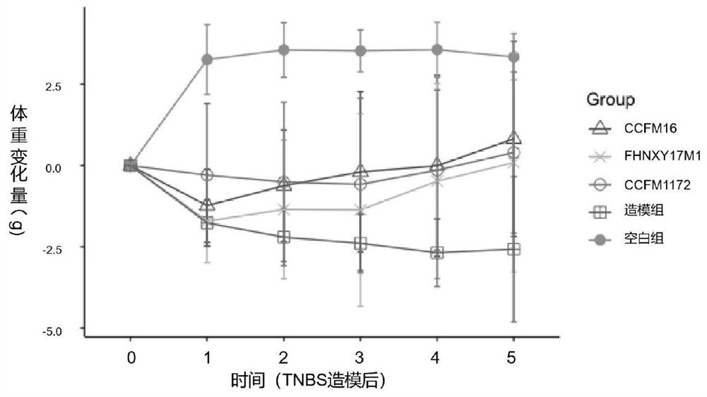 A strain of Bifidobacterium bifidum and its application in relieving intestinal injury