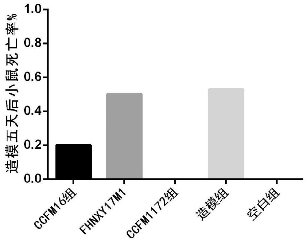 A strain of Bifidobacterium bifidum and its application in relieving intestinal injury