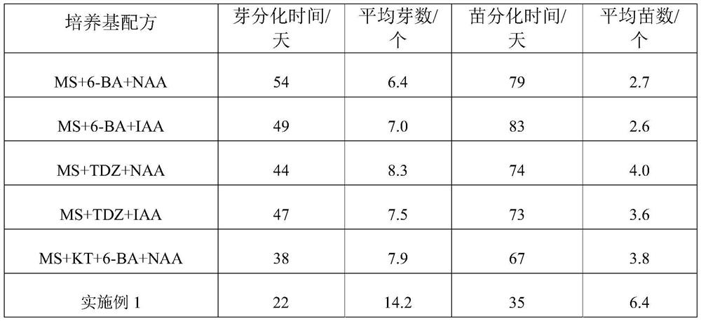 Method for quickly producing konjak tissue culture miniature potato in bottle