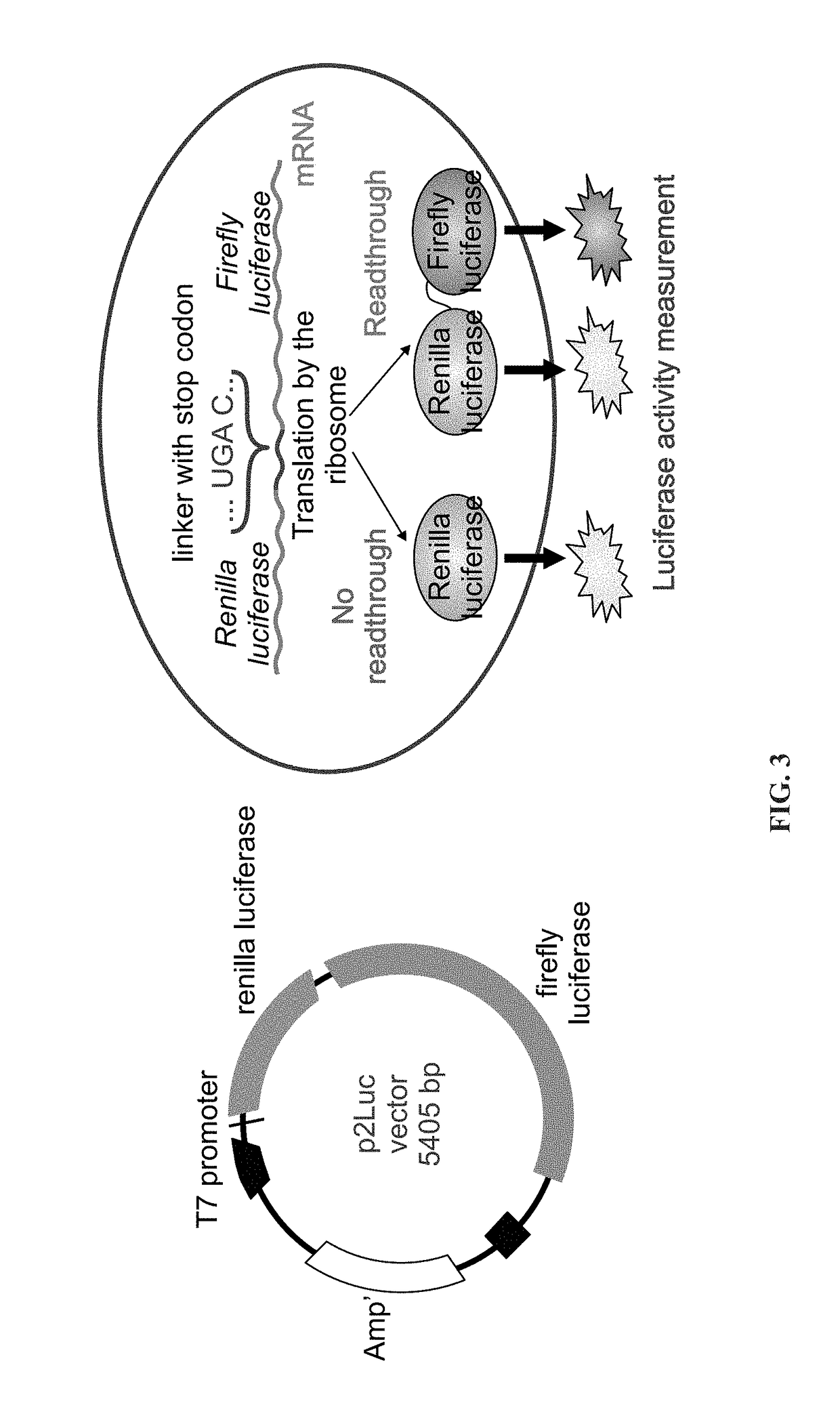 Use of aminoglycoside analogs in the treatment of rett syndrome