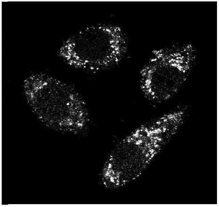 Fluorescent dyes containing high-energy phosphate bonds