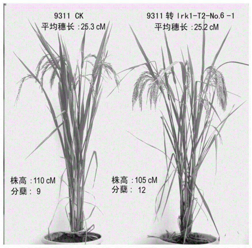 A method for improving the fertility of rice indica and japonica hybrids by using lrk1 gene transformation