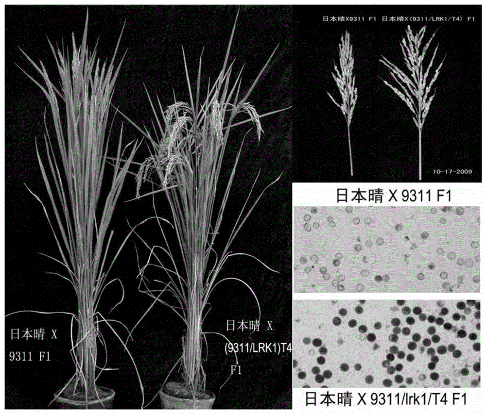 A method for improving the fertility of rice indica and japonica hybrids by using lrk1 gene transformation