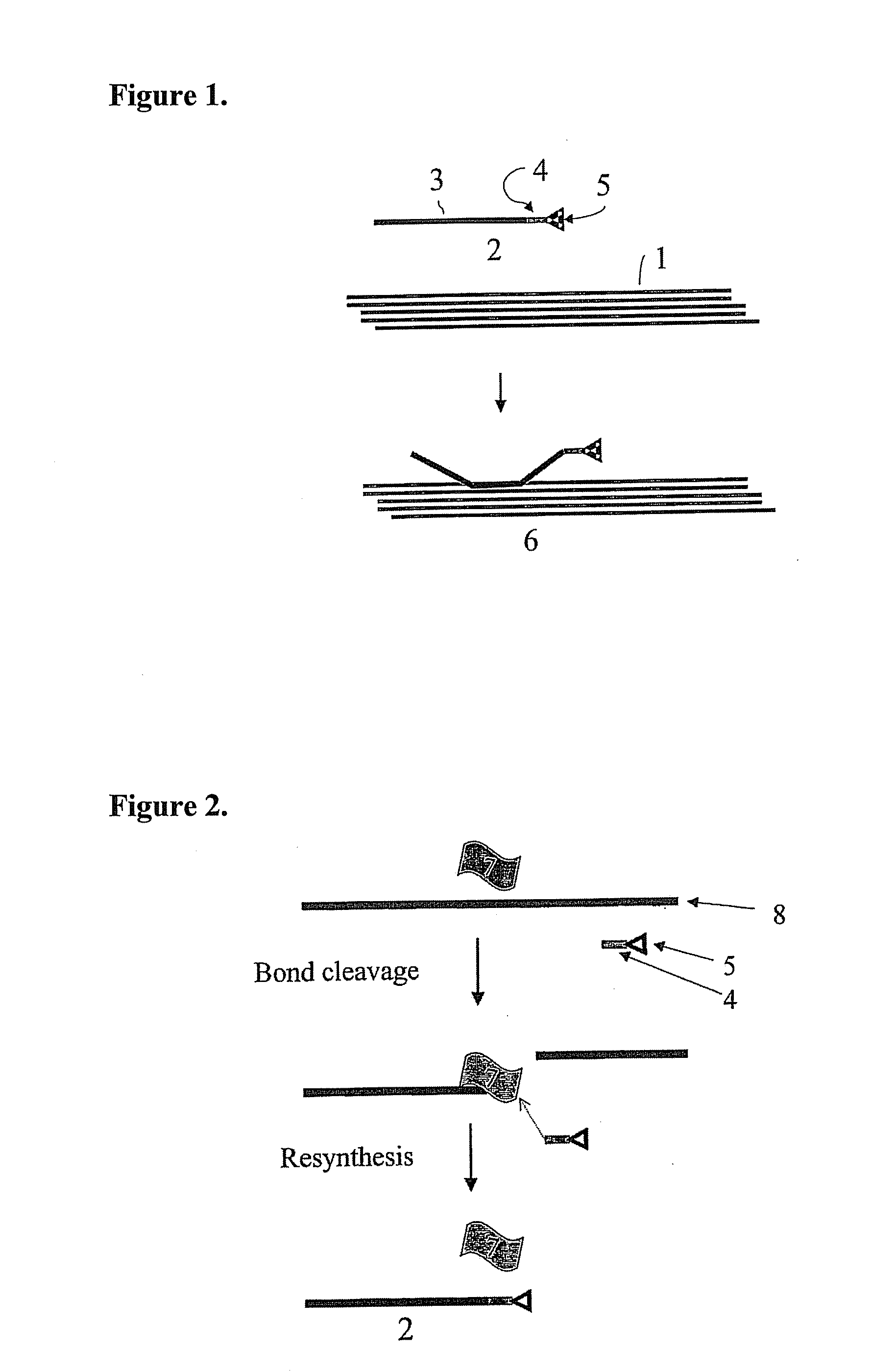 Implantable material comprising cellulose and the glycopeptide xyloglucan-grgds