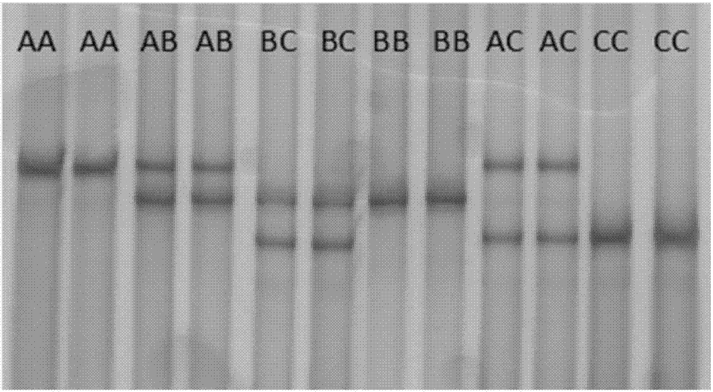 PCR-SSCP primers for detecting mutation of DGAT1 gene and application of PCR-SSCP primers in yak milk quality identification