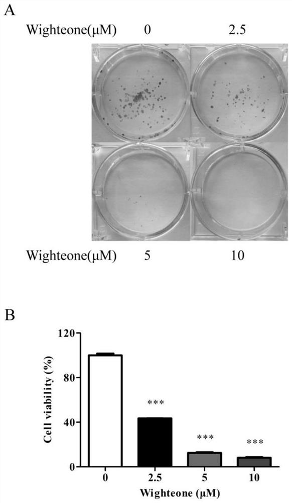 Application of wighteone in preparation of medicine for treating lung cancer