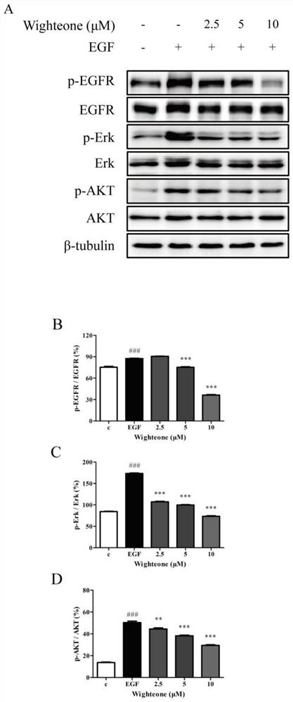 Application of wighteone in preparation of medicine for treating lung cancer