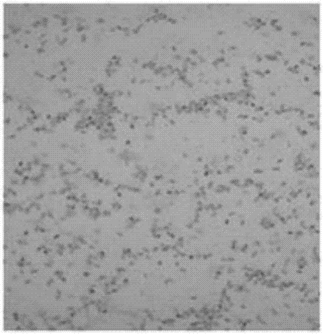 Bacillus amyloliquefaciens GN03 and application thereof