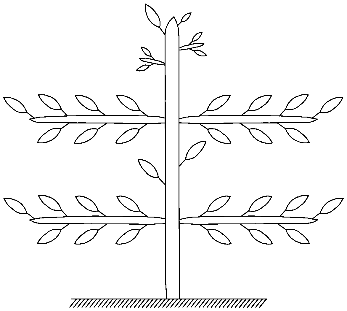 A kind of pear tree "four-arm trellis shape" tree shape and shaping method