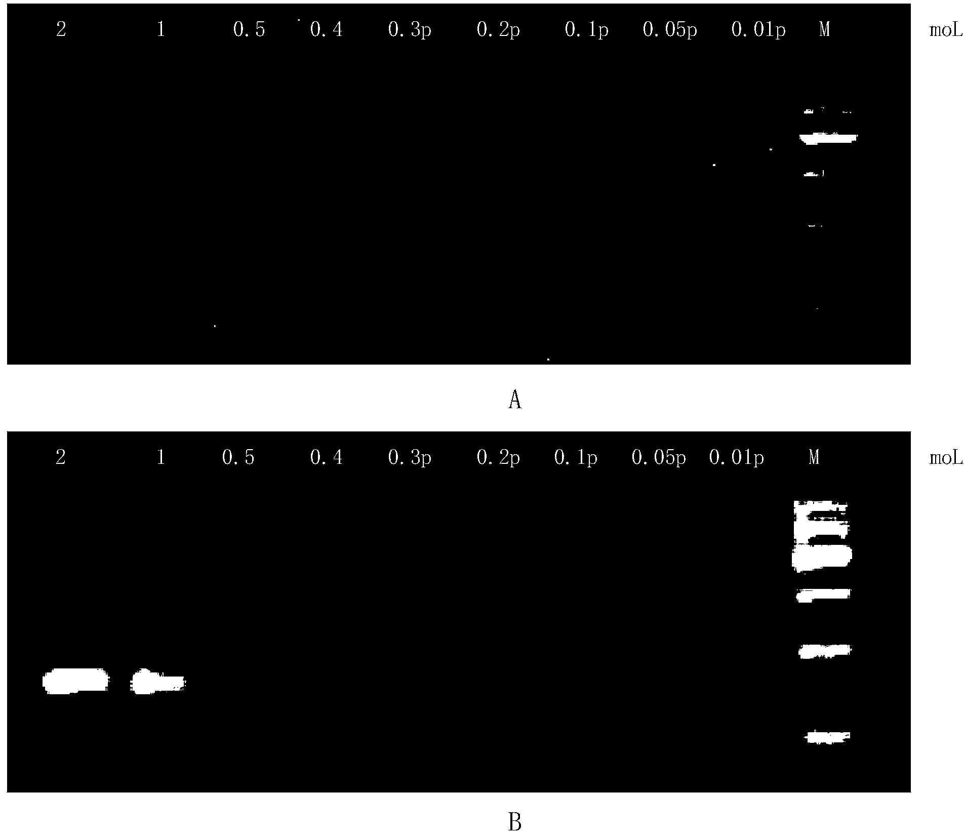 New application of substance for detecting nucleotide at rs1344706 site in ZNF804A gene