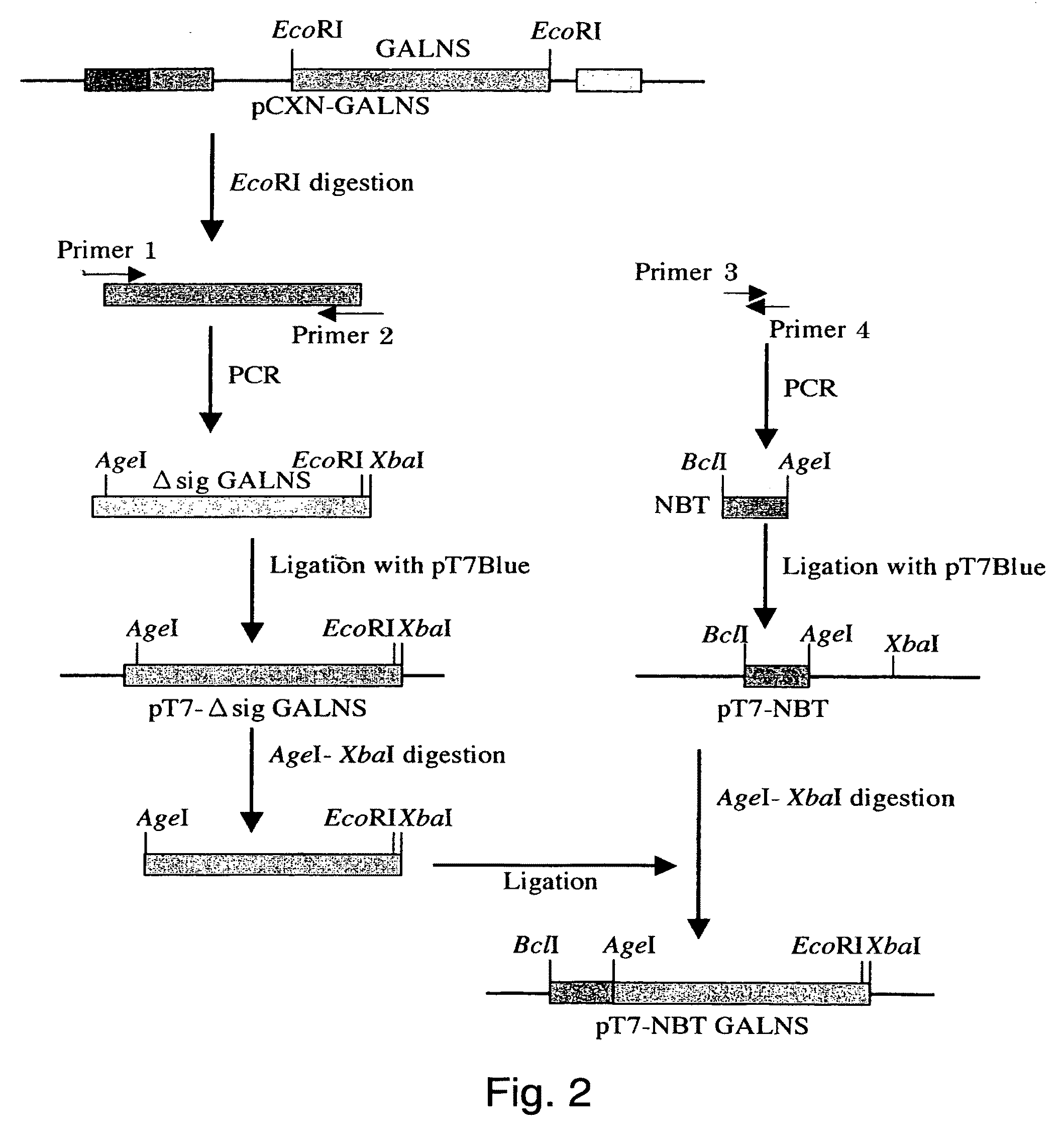 Proteins with an attached short peptide of acidic amino acids