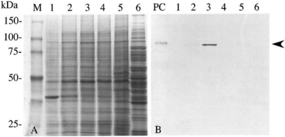 Fusion protein for NKT (natural killer T) cell culture, encoding gene and application