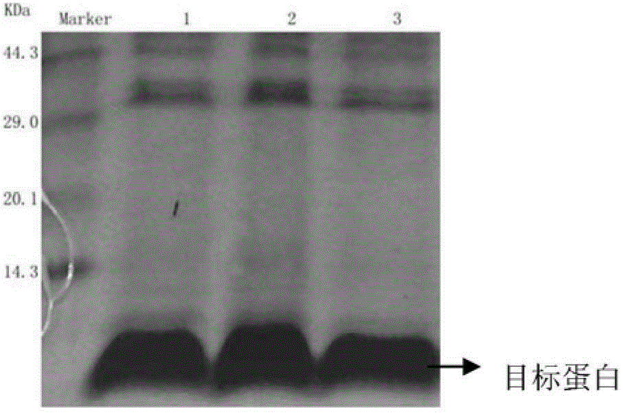 A kind of preparation method of insulin glargine and its analogues